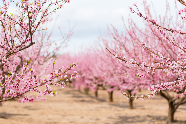 Almond Blossom Festival Morocco – A Special Event for Travelers