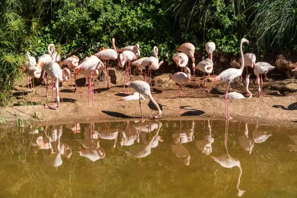 Safari Zoo en Marruecos | Guía para Amantes de la Naturaleza
